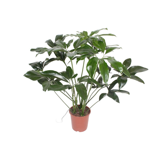 Philodendron Green Wonder – Pflegeleichte Zimmerpflanze 90 cm