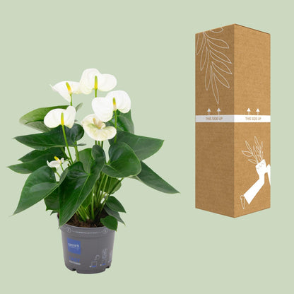 Anthurium White – Elegante Flamingoblume Ø12cm