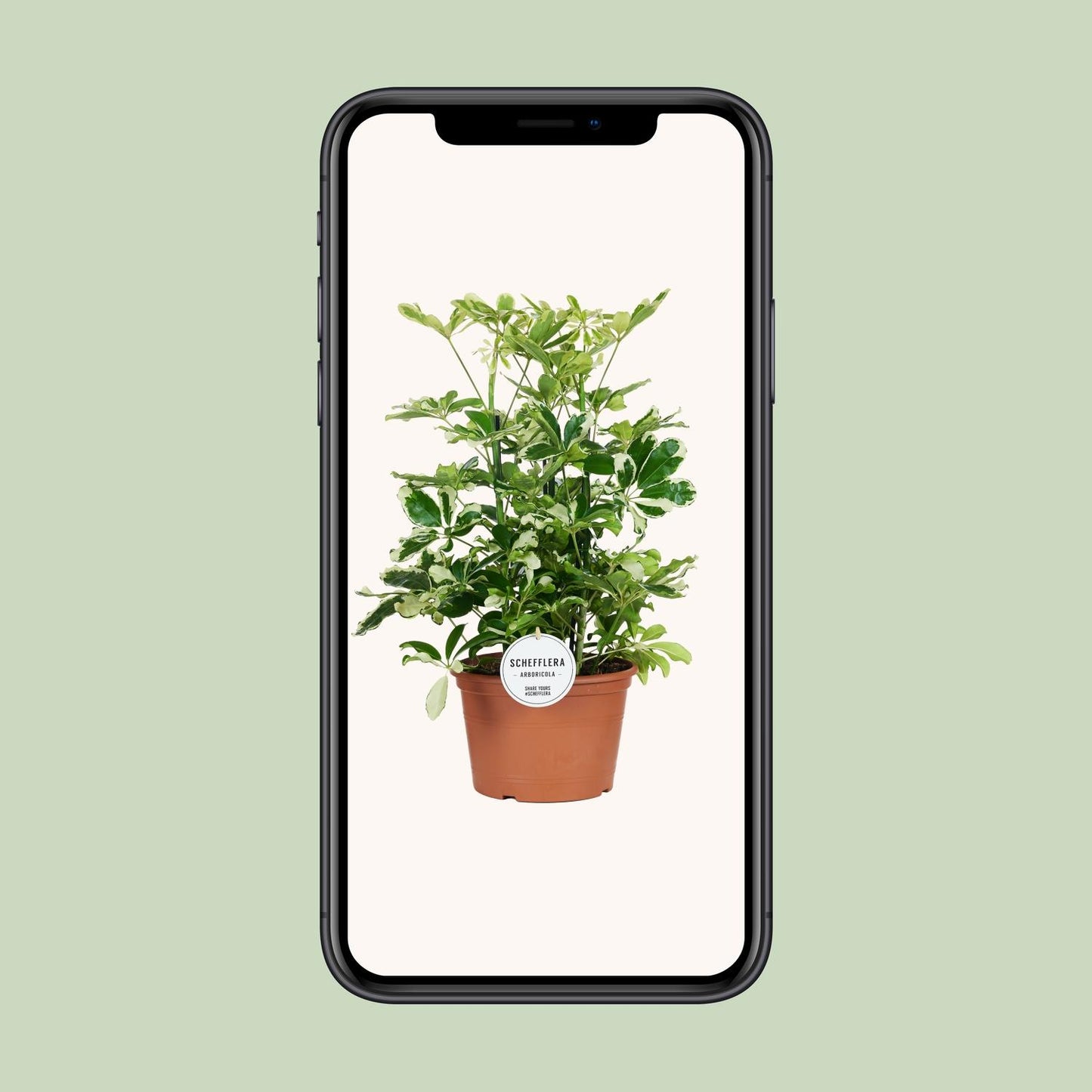 Schefflera Charlotte – Pflegeleichter Schirmbaum Ø21cm