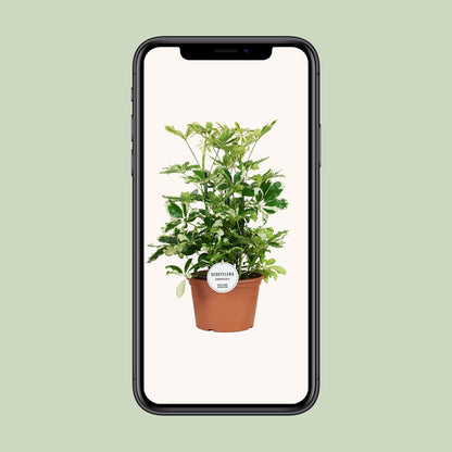 Schefflera Charlotte – Pflegeleichter Schirmbaum Ø21cm