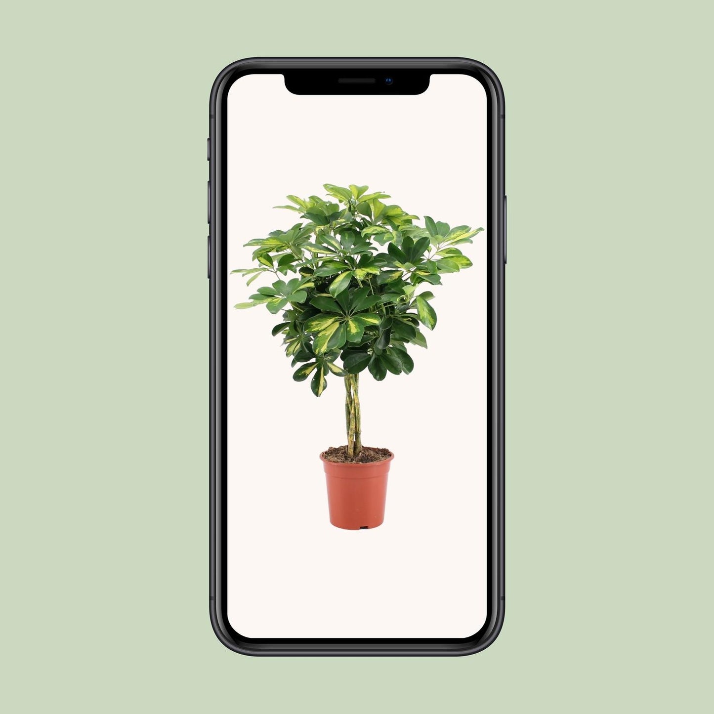 Schefflera Arboricola Gold Capella – Pflegeleichter Schirmbaum Ø19cm