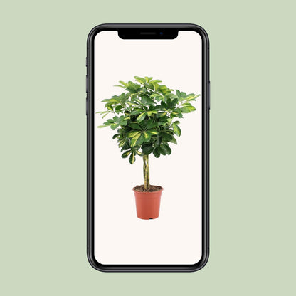 Schefflera Arboricola Gold Capella – Pflegeleichter Schirmbaum Ø19cm