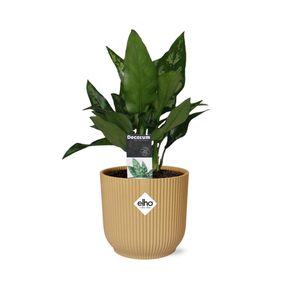 Aglaonema Maria in ELHO Vibes Fold 14cm gelb – Luftreinigende Zimmerpflanze