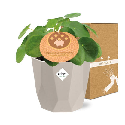 Pilea Peperomioides 12cm im ELHO b.for rock 14 cm warm grey