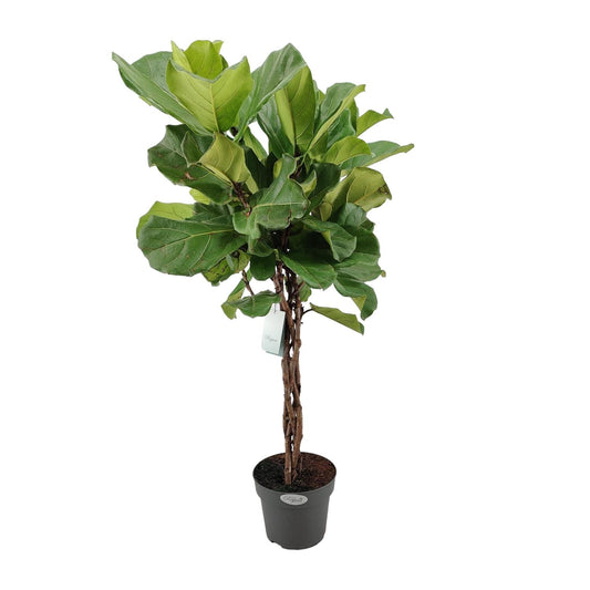 Ficus Lyrata – Trendige und pflegeleichte Zimmerpflanze Ø27cm