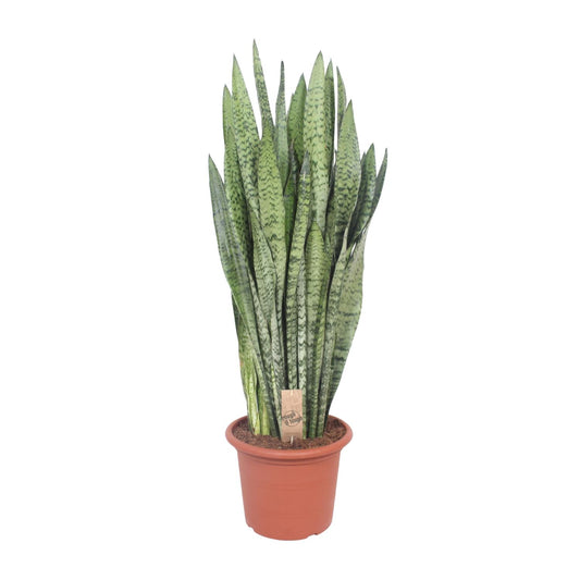 Schwiegermutterzunge Zeylanica – Pflegeleichte Zimmerpflanze 110 cm