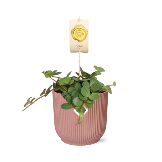 Peperomia ‘Hope’ – Pflegeleichte Zimmerpflanze im ELHO Vibes Topf