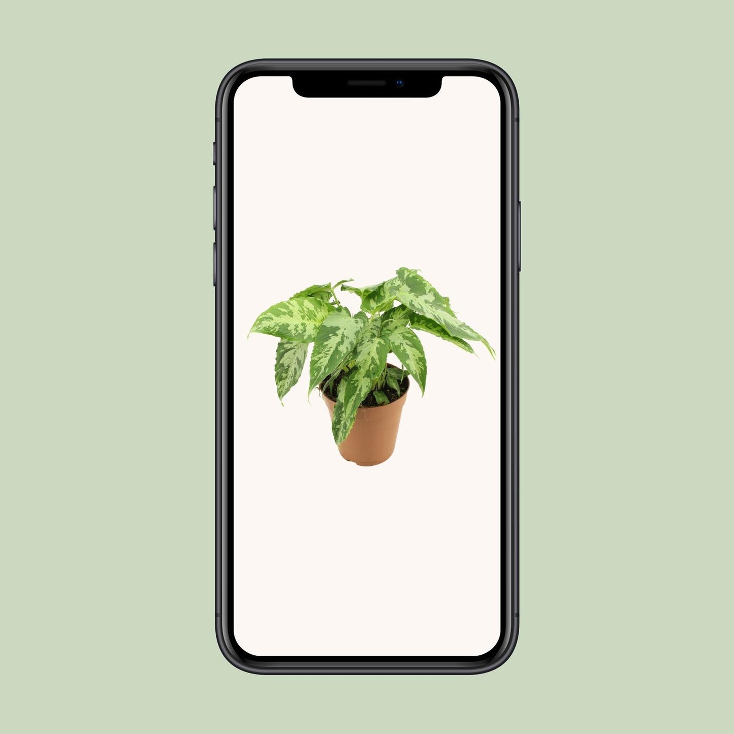 Schismatoglottis Pusilla – Luftreinigende Zimmerpflanze Ø15cm