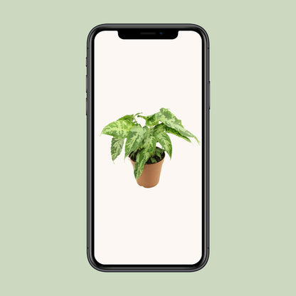 Schismatoglottis Pusilla – Luftreinigende Zimmerpflanze Ø15cm