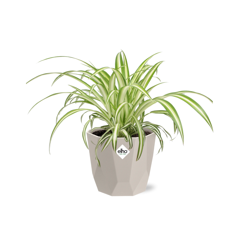 Chlorophytum Comosum Variegatum – Spinnenpflanze in ELHO b.for rock 14 cm