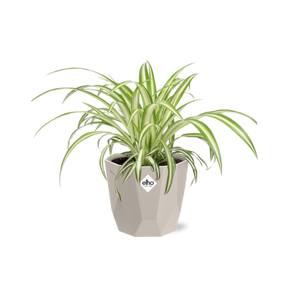 Chlorophytum Comosum Variegatum – Spinnenpflanze in ELHO b.for rock 14 cm