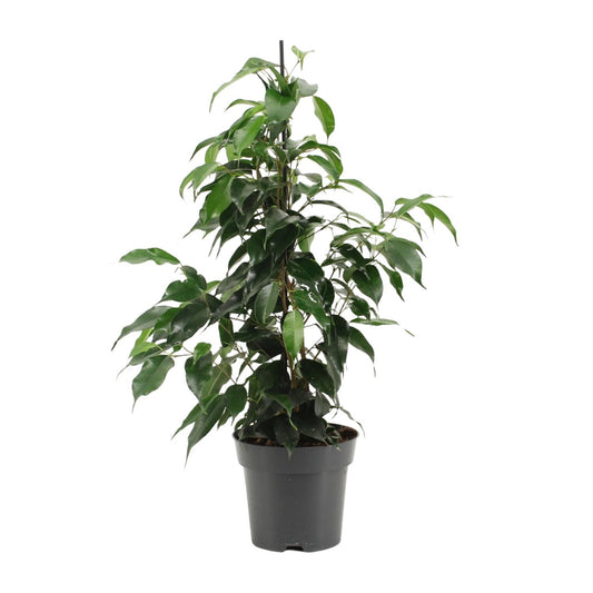 Ficus Benjamina Danielle – Pflegeleichter Zimmerbaum Ø14cm