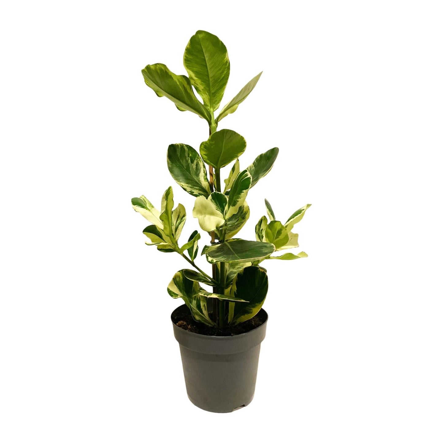 Clusia Rosea White Star – Pflegeleichte Zimmerpflanze Ø17cm