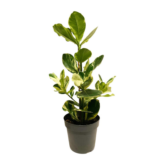Clusia Rosea White Star – Pflegeleichte Zimmerpflanze Ø17cm
