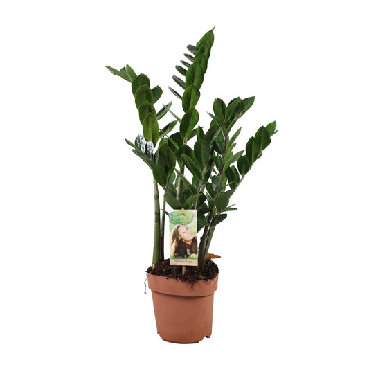 Zamioculcas Zamiifolia – Pflegeleichte Zimmerpflanze Ø17cm