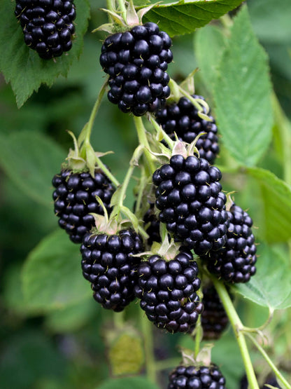 Dornenlose Brombeere 'Black Satin' – Ø13cm, ca. 45cm