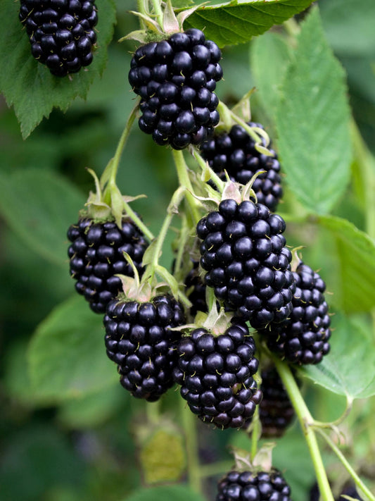 Dornenlose Brombeere 'Black Satin' – Ø13cm, ca. 45cm