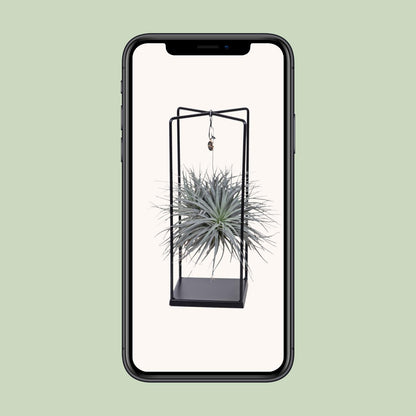 Tillandsia Mix – Pflegeleichte Luftpflanze Ø 20 cm