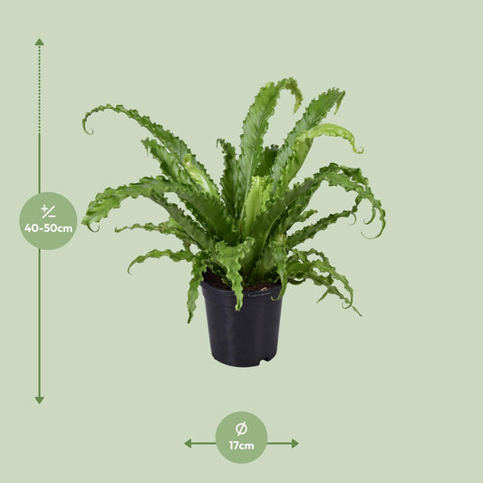 Asplenium Antiquum Osaka – pflegeleichter Vogelnest-Farn Ø17cm