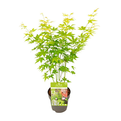 Acer palmatum Going Green – Kompakter Japanischer Ahorn Ø15cm
