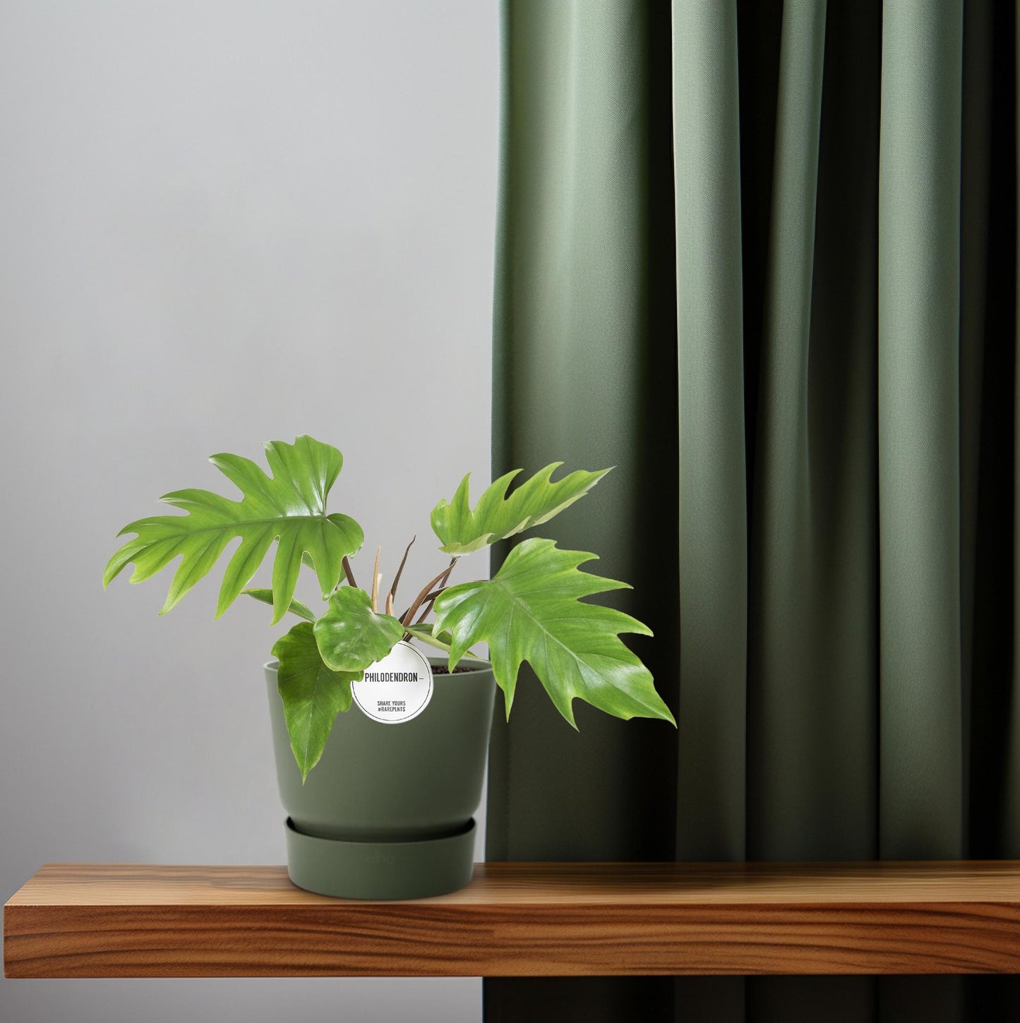 Philodendron Mayoi – Pflegeleichte tropische Zimmerpflanze Ø15cm