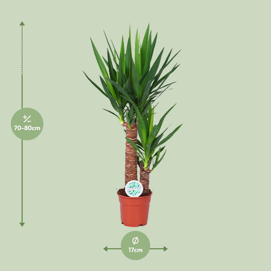 Yucca – Pflegeleichte, luftreinigende Zimmerpflanze Ø17cm, 80cm hoch