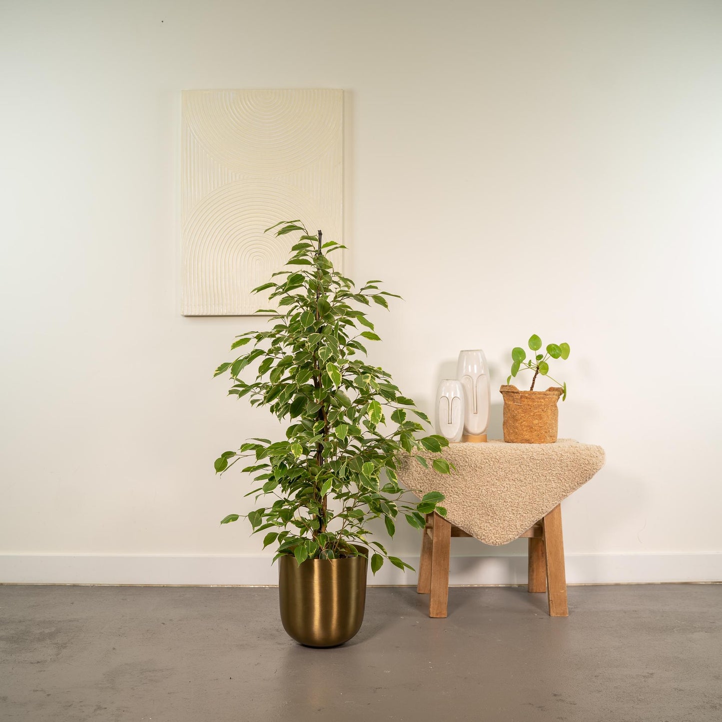 Ficus benjamina Goldenking – Pflegeleichte Zimmerpflanze Ø21cm