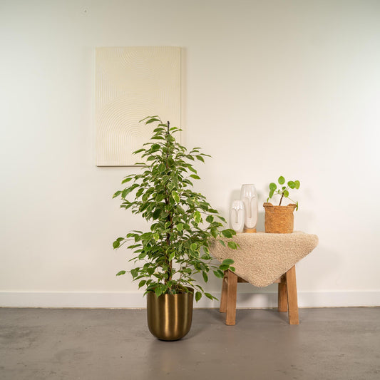 Ficus benjamina Goldenking – Pflegeleichte Zimmerpflanze Ø21cm