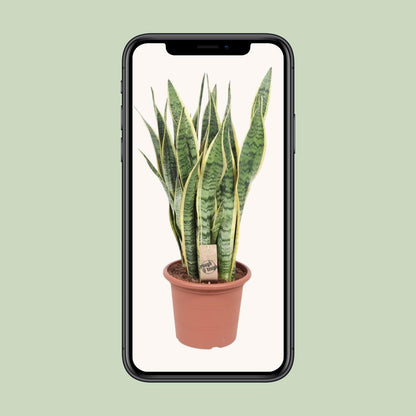 Sansevieria Trifasciata Laurentii – Pflegeleichte Schlangenpflanze Ø25cm
