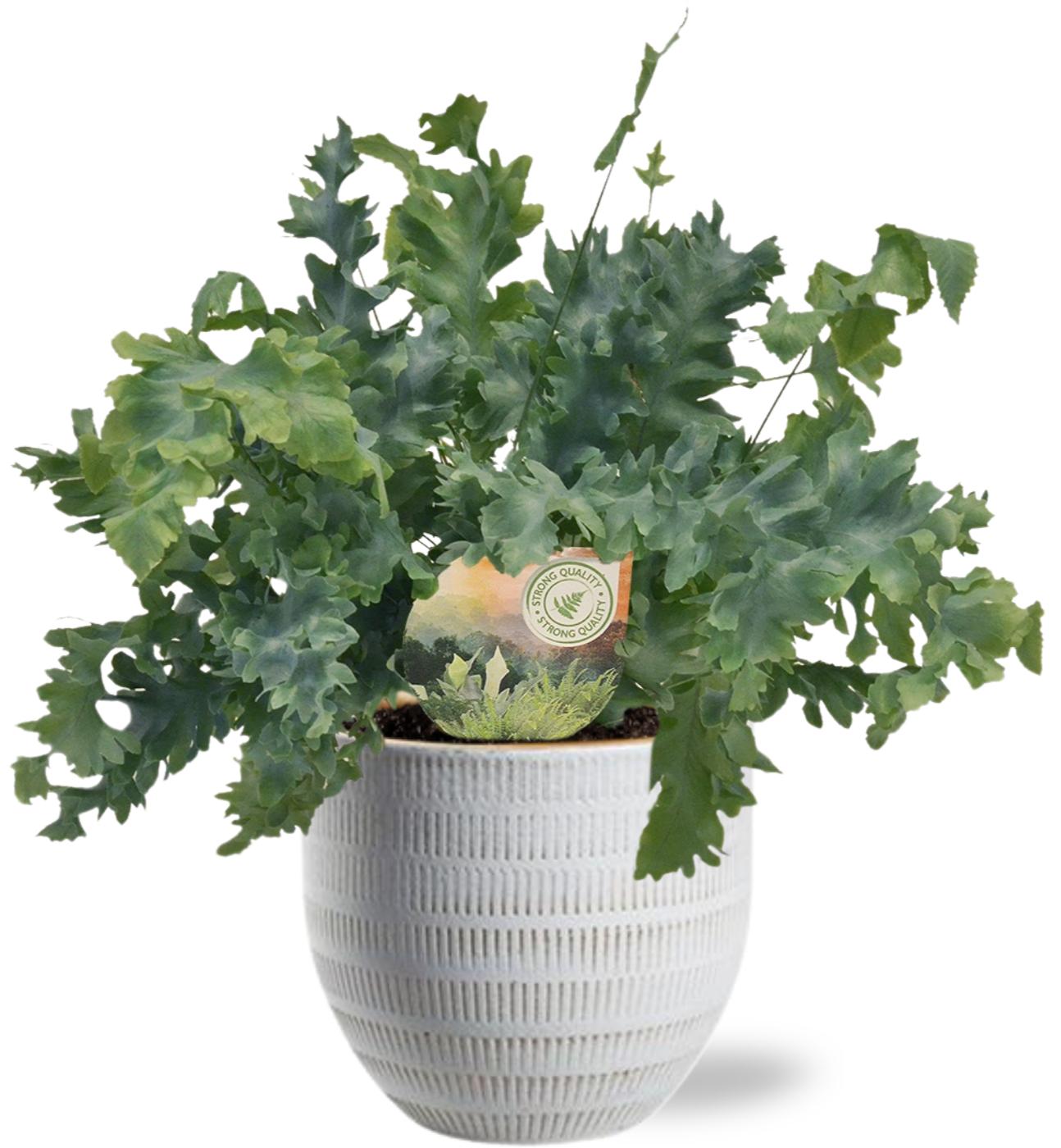 Phlebodium Davana mit Weißem Beau Pot – Ø12cm, Höhe 35cm