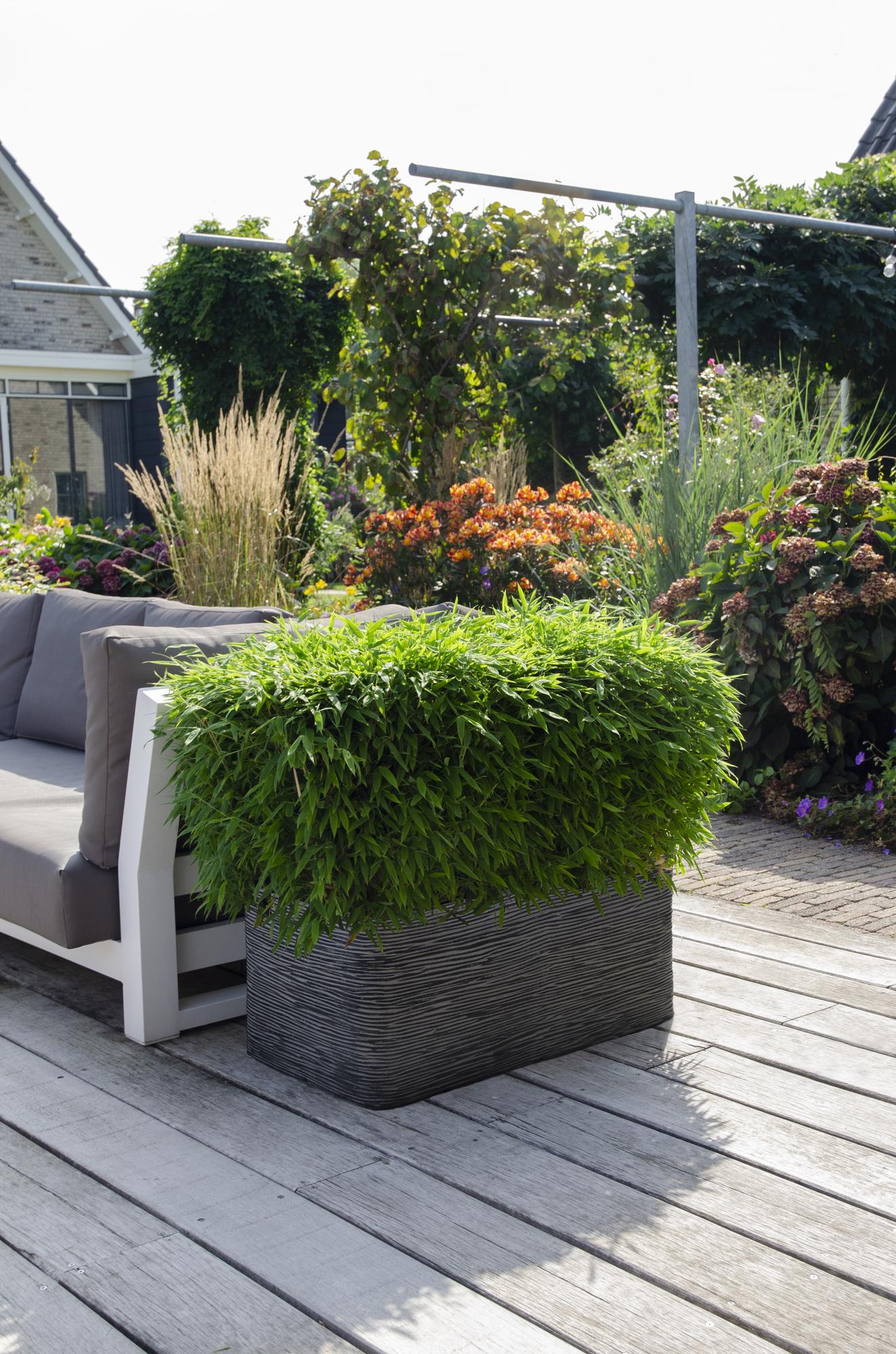 Gartenbambus 'Moontears' – pflegeleichte Heckenpflanze 70 cm