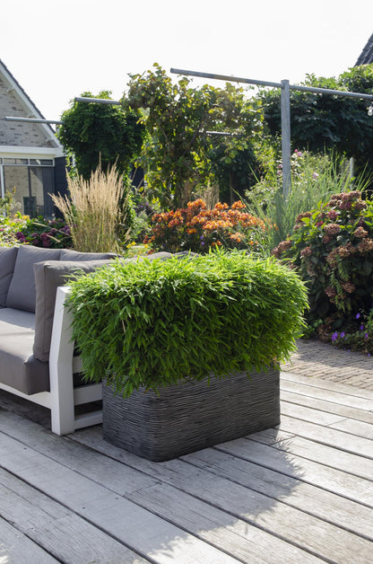 Gartenbambus 'Moontears' – pflegeleichte Heckenpflanze 70 cm