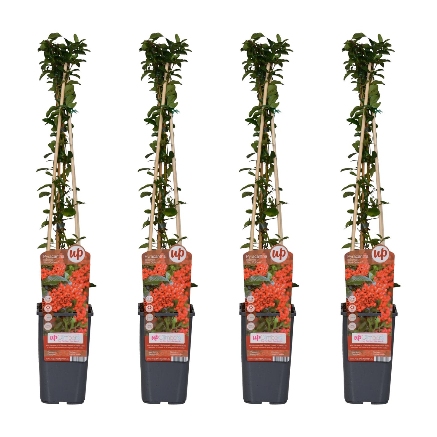 4x Pyracantha coccinea 'Red Column' – Robuster Feuerdorn