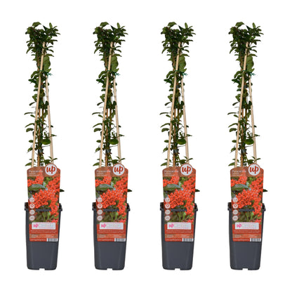 4x Pyracantha coccinea 'Red Column' – Robuster Feuerdorn