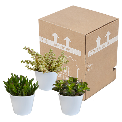 Crassula-Mischung 3er-Set im weißen Topf 10,5 cm