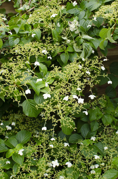 4x Hydrangea petiolaris – Klimhortensie Ø15cm, 65cm hoch