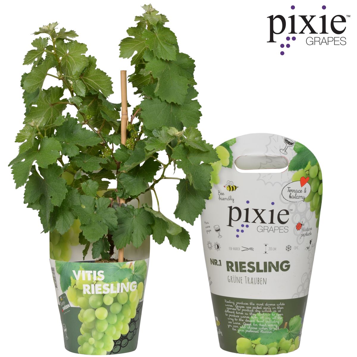 Riesling Zwergrebe 'Pixie' – Kompakte weiße Weintraube Ø14cm