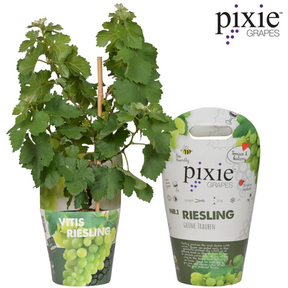 Riesling Zwergrebe 'Pixie' – Kompakte weiße Weintraube Ø14cm