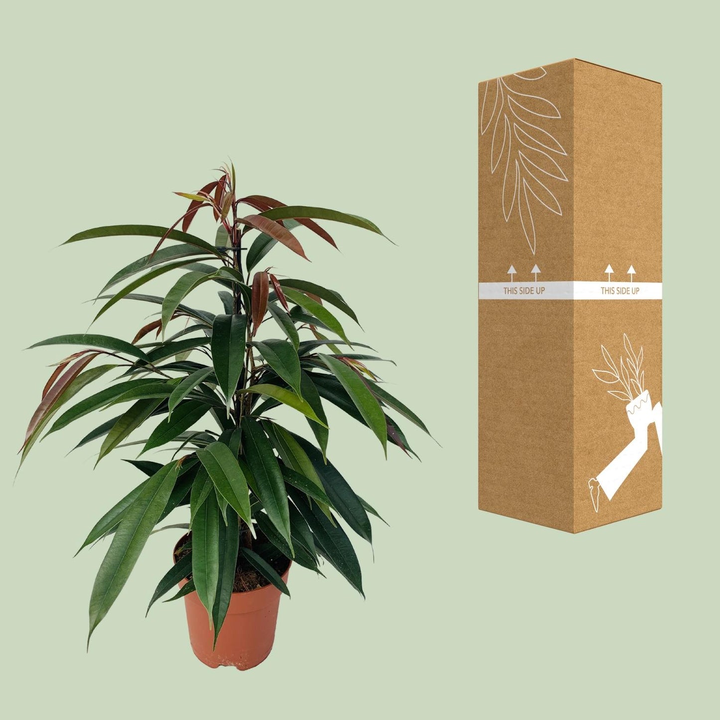 Ficus Binnendijkii 'Amstel King' – Pflegeleichte Zimmerpflanze Ø17cm