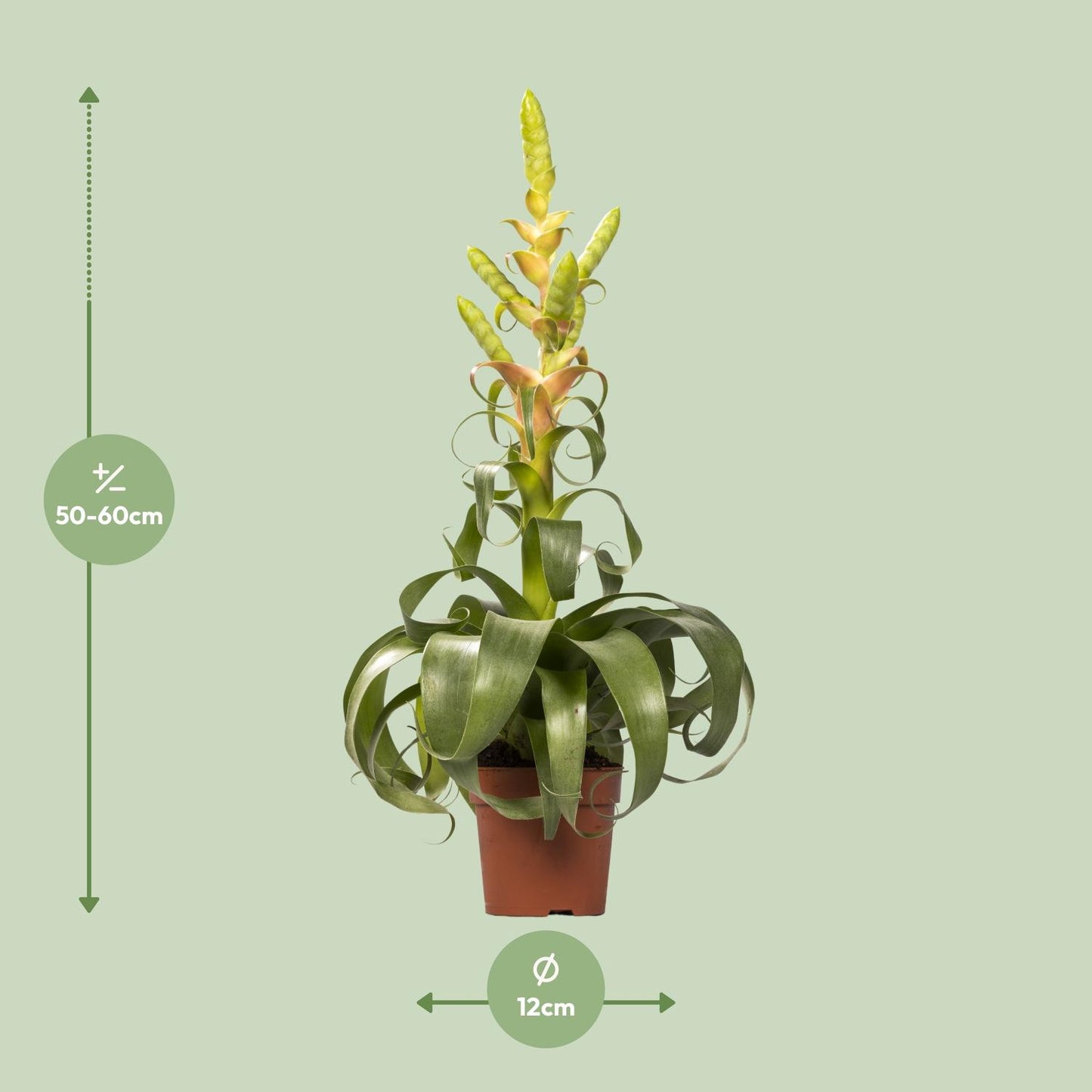 Tillandsia Samantha – Pflegeleichte Luftpflanze Ø12cm, 55cm hoch