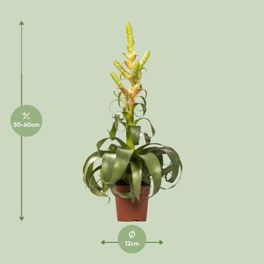 Tillandsia Samantha – Pflegeleichte Luftpflanze Ø12cm, 55cm hoch