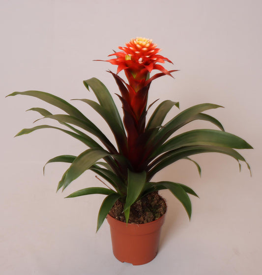 Guzmania 'Elena' – Pflegeleichte Ananasbromelie Ø12 cm