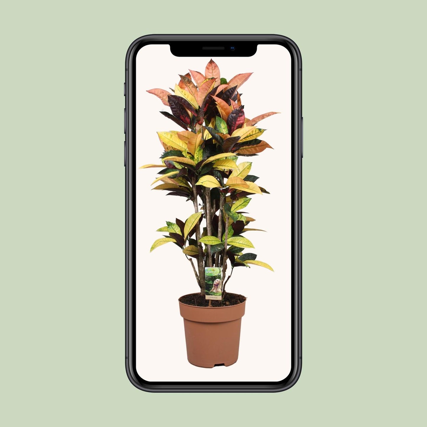 Codiaeum Mrs Iceton – Bunte Croton Zimmerpflanze Ø27cm