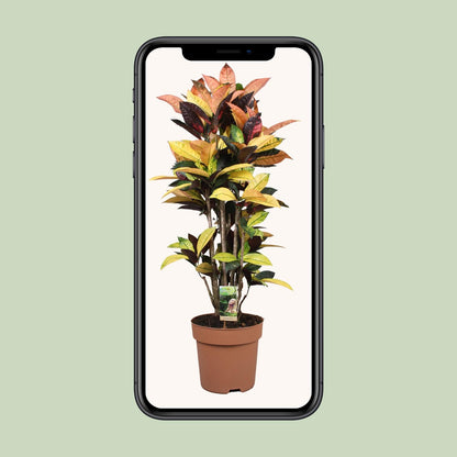 Codiaeum Mrs Iceton – Bunte Croton Zimmerpflanze Ø27cm