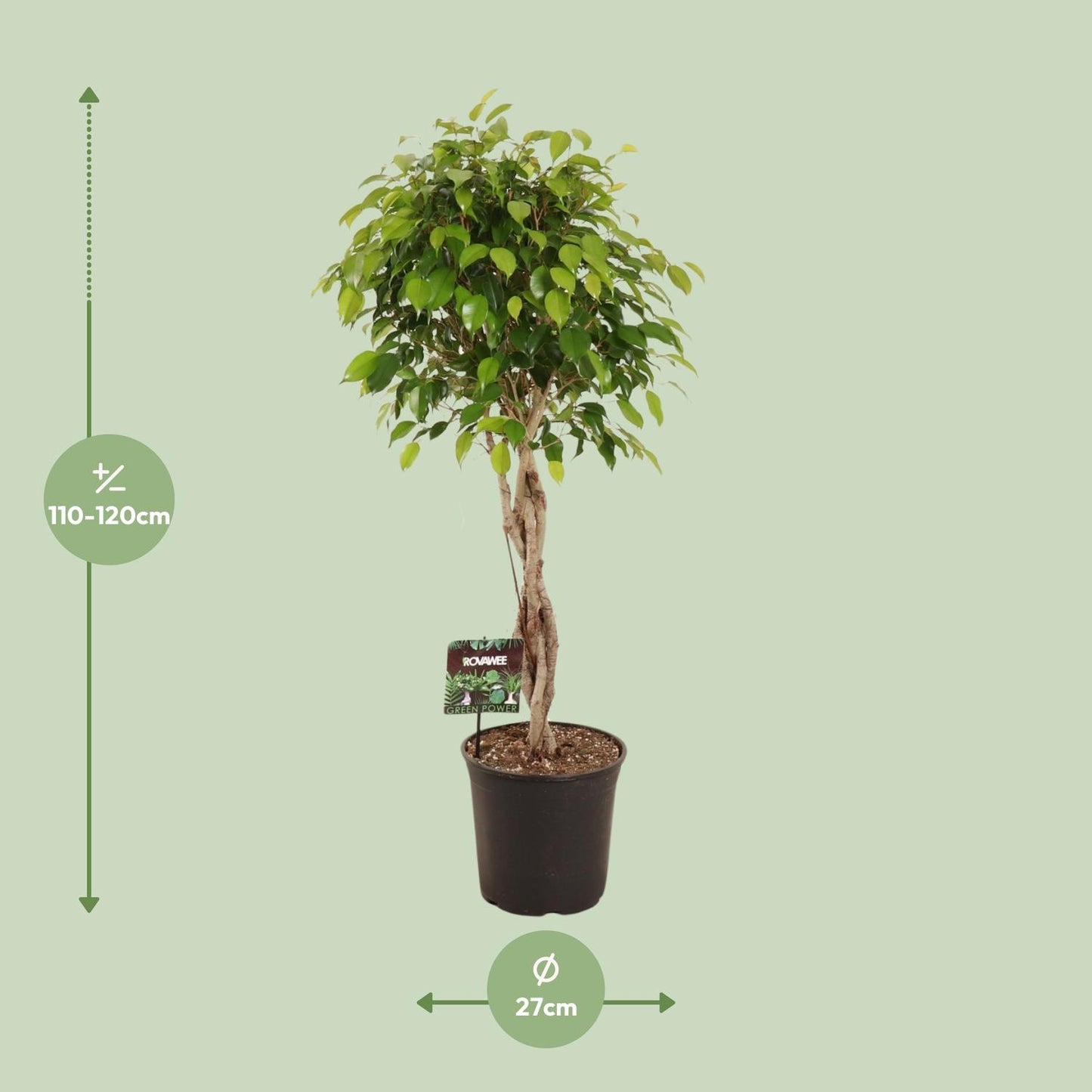 Ficus Benjamina Exotica – Pflegeleichte Zimmerpflanze Ø27cm