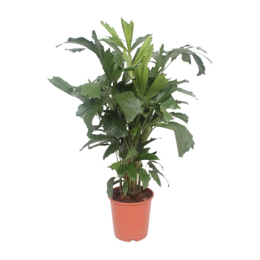 Caryota Mitis – Tropische Fishtail-Palme Ø24cm, ca. 110cm