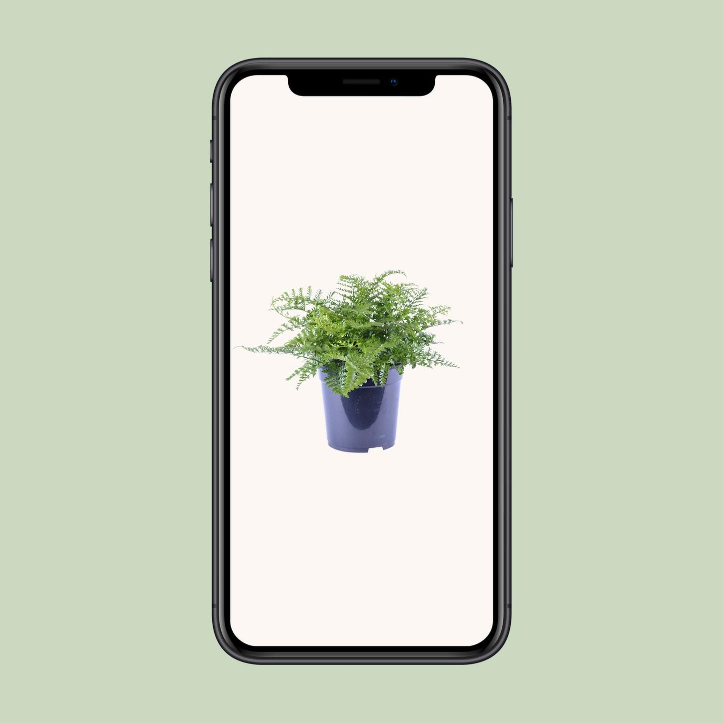 Asplenium Parvati – Eleganter Zimmerfarn Ø21cm