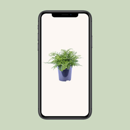 Asplenium Parvati – Eleganter Zimmerfarn Ø21cm