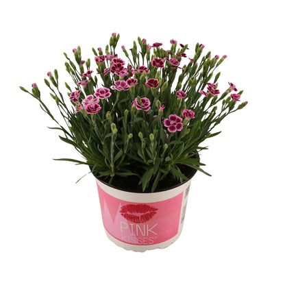 Dianthus Pink Kisses – Pflegeleichte Gartenpflanze Ø17 cm