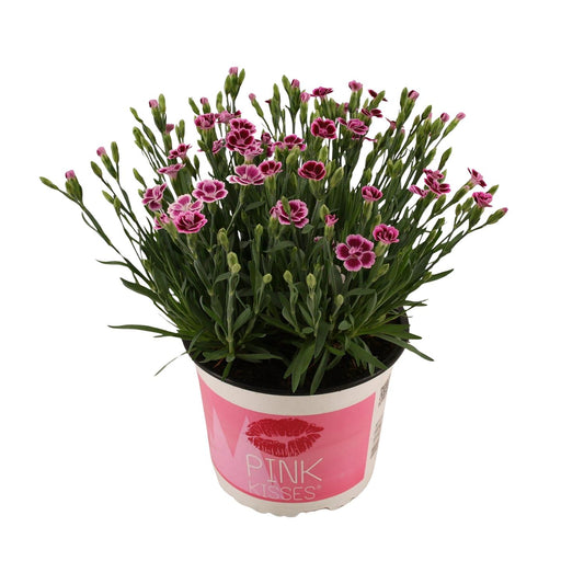 Dianthus Pink Kisses – Pflegeleichte Gartenpflanze Ø17 cm